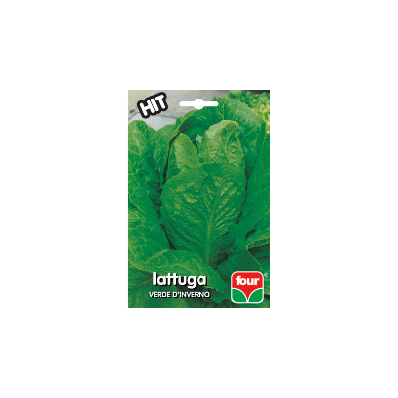 LATTUGA VERDE D'INVERNO