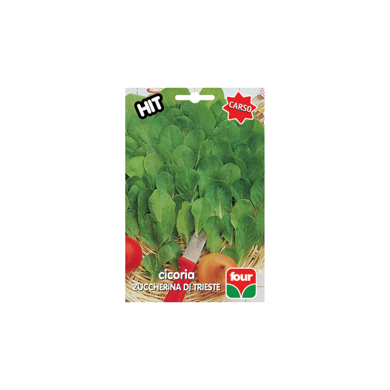 TRIESTE SUGAR CHICORY