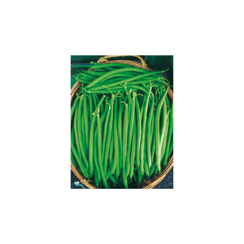 DWARF BEAN OR ARNO 250G