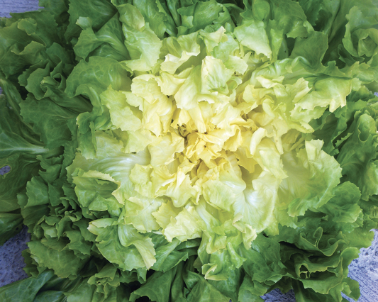 INDIVIA SCAROLA GIGANTE DEGLI ORTOLANI SEL. COPPA