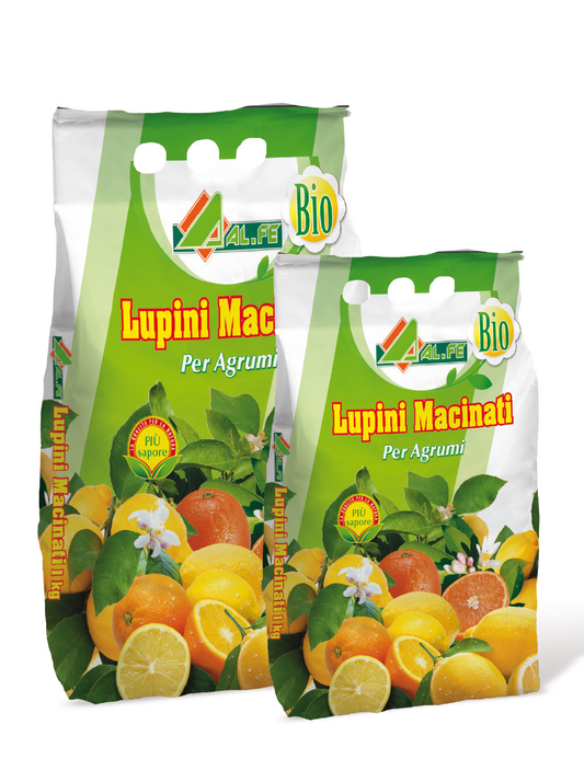 LUPINI (N) 4 GROUND AMENDMENT Kg. 1