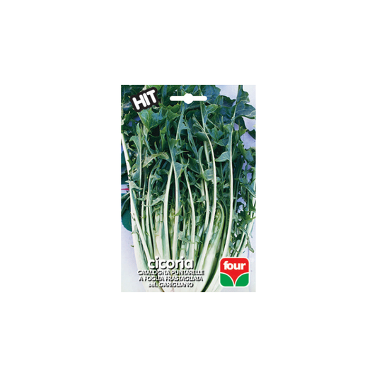 CICORIA CATALOGNA PUNTARELLE A FOGLIA FRASTAGLIATA GARIGLIANO