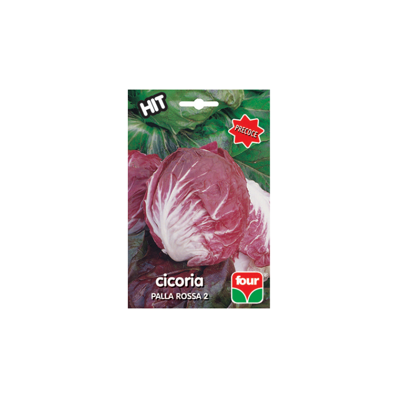 CICORIA PALLA ROSSA 2