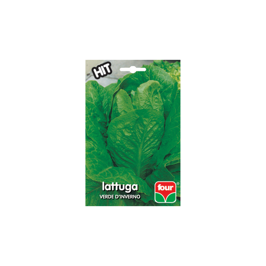 LATTUGA VERDE D'INVERNO
