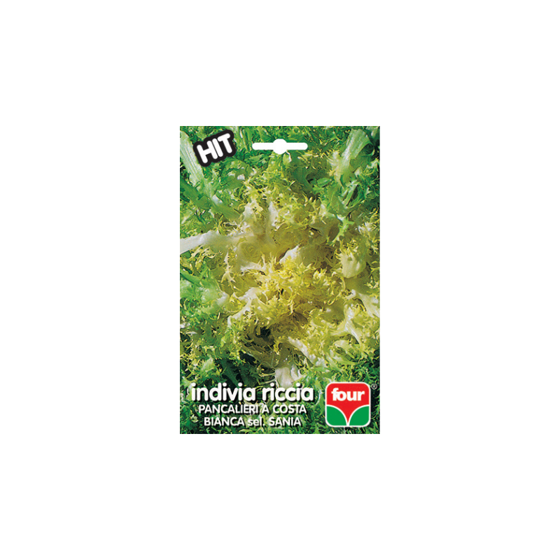 INDIVIA RICCIA PANCALIERI A COSTA BIANCA DEL. SANIAC
