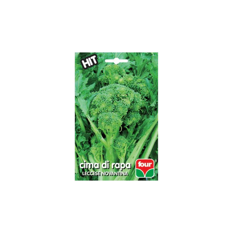 CIMA DI RAPA LECCESE NOVANTINA