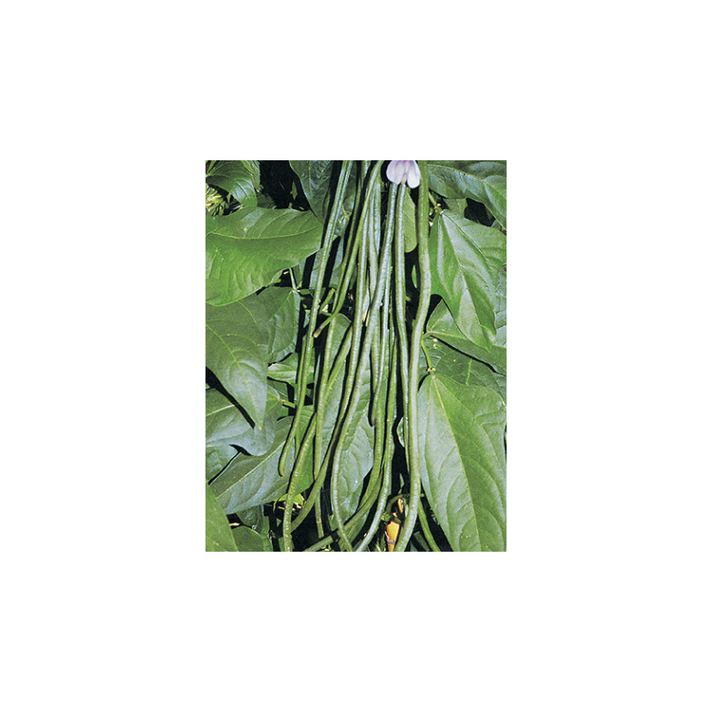 FAGIOLO DOLICO RAMPICANTE MANGIATUTTO 50G