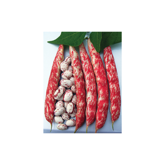 FAGIOLO NANO OR BORLOROSSO 250G