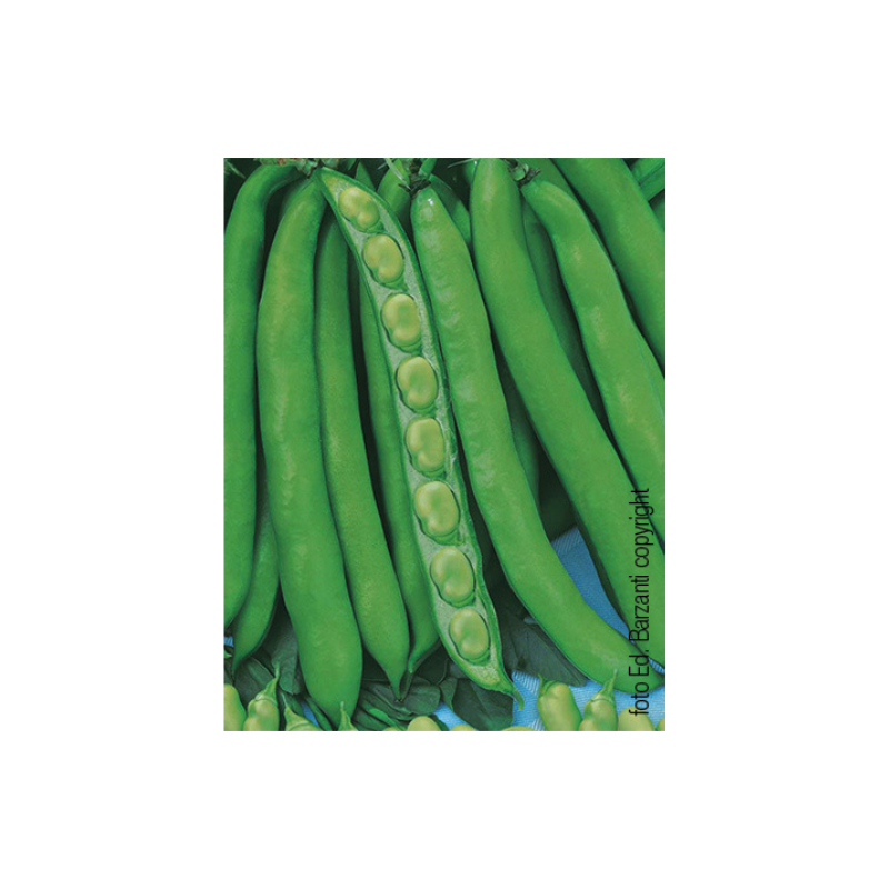 FAVA AGUADULCE SUPERSIMONIA SEL. GIADA 500G