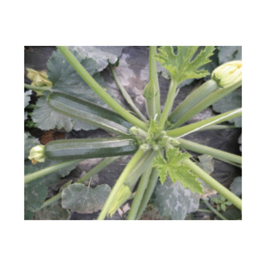 ZUCCHINO DIAMANT F1