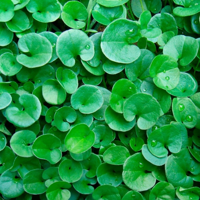 DICONDRA REPENS 500gr.