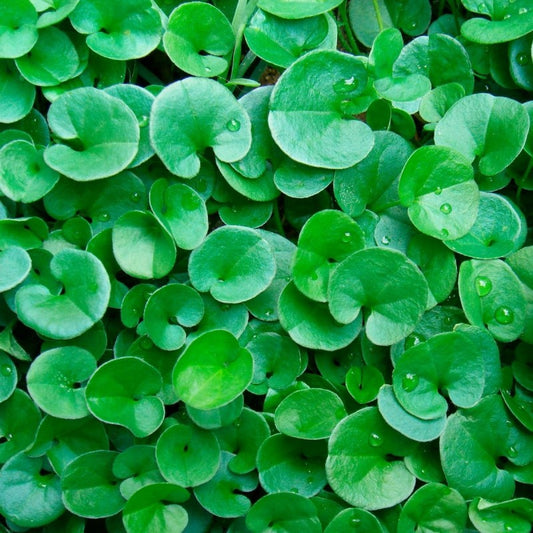 DICONDRA REPENS 500gr.