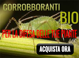 corroboranti